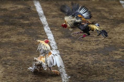 asiancockfighting|Philippine cockfights more popular than ever, despite efforts to .